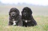 DOGUE DU TIBET 684